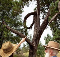 Charleville - Outback Native Timber Walk - New South Wales Tourism 