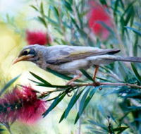 Windorah Nature Drive - New South Wales Tourism 