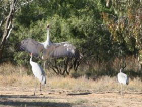 Bulloo River Walk - New South Wales Tourism  0