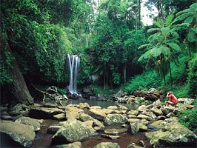 Tamborine National Park - New South Wales Tourism  0