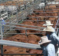 Dalrymple Sales Yards - Cattle Sales - New South Wales Tourism 