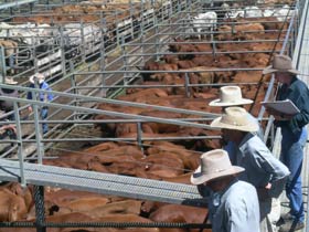 Dalrymple Sales Yards - Cattle Sales - New South Wales Tourism  0