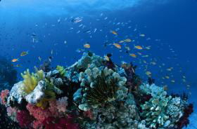 Cherubs Cave Dive Site - New South Wales Tourism  0