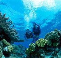 Coral Gardens Dive Site - New South Wales Tourism 