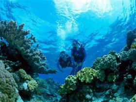 Coral Gardens Dive Site - New South Wales Tourism  0