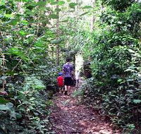 Malanda Falls Rainforest Walk Malanda Falls Conservation Park - New South Wales Tourism 