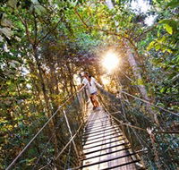 Tree Top Walkway - New South Wales Tourism 