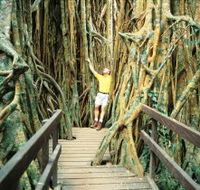 Curtain Fig Tree - New South Wales Tourism 