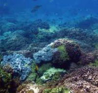 Hoffman's Rocks Dive Site - New South Wales Tourism 