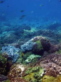 Hoffman's Rocks Dive Site - New South Wales Tourism  0
