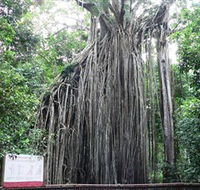 Curtain Fig National Park - New South Wales Tourism 