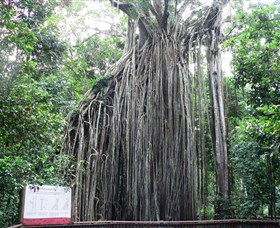 Curtain Fig National Park - New South Wales Tourism  0