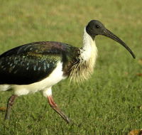 Toowoomba Bicentennial Waterbird Habitat - New South Wales Tourism 