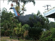 The Big Cassowary - New South Wales Tourism  0