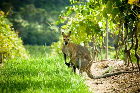 Sirromet Winery - New South Wales Tourism  2