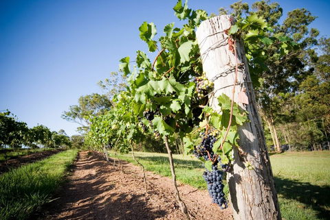 Sirromet Winery - New South Wales Tourism  3
