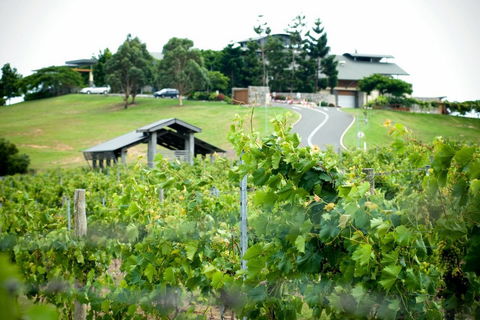Sirromet Winery - New South Wales Tourism  10