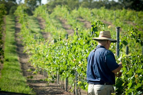 Sirromet Winery - New South Wales Tourism  11