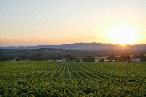 Sirromet Winery - New South Wales Tourism  13