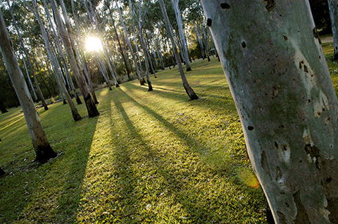 Tondoon Botanic Gardens - New South Wales Tourism  0