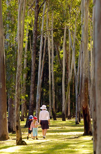 Tondoon Botanic Gardens - New South Wales Tourism  3