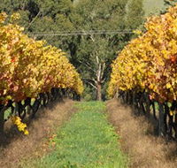 Wild Dog Winery  Restaurant - New South Wales Tourism 