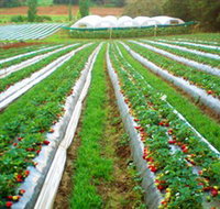 Kookaberry Strawberry Farm - New South Wales Tourism 