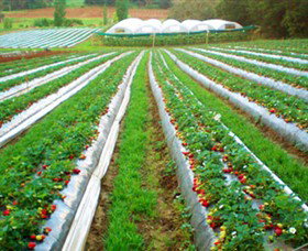 Kookaberry Strawberry Farm - New South Wales Tourism  0