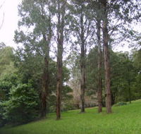 Mount Dandenong Arboretum - New South Wales Tourism 