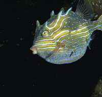 Mushroom Reef Marine Sanctuary - New South Wales Tourism 