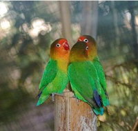 Ballarat Bird World - New South Wales Tourism 