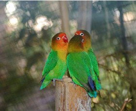 Ballarat Bird World - New South Wales Tourism  0