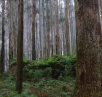 Kinglake National Park - New South Wales Tourism 