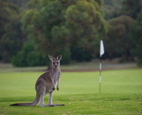 Anglesea Golf Club - New South Wales Tourism  0