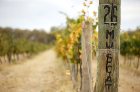 Stanton And Killeen Wines - New South Wales Tourism  0