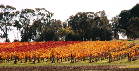 Stanton And Killeen Wines - New South Wales Tourism  2