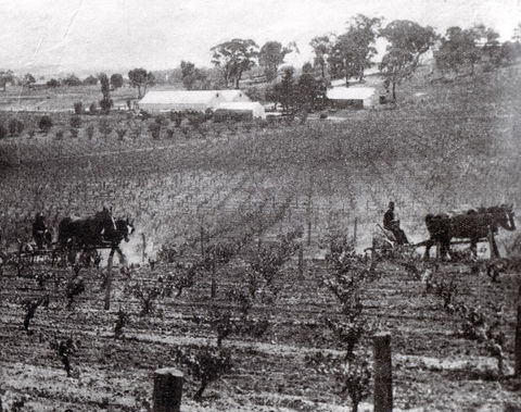 Stanton And Killeen Wines - New South Wales Tourism  10