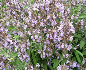 Otway Herbs - New South Wales Tourism  0
