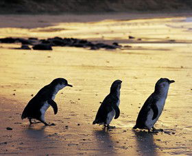 Ventnor VIC New South Wales Tourism 