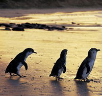 Phillip Island Nature Park - New South Wales Tourism 