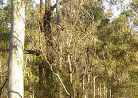 Warby-Ovens National Park - New South Wales Tourism  0
