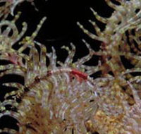 Point Danger Marine Sanctuary - New South Wales Tourism 