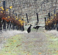 Blue Pyrenees Estate - New South Wales Tourism 