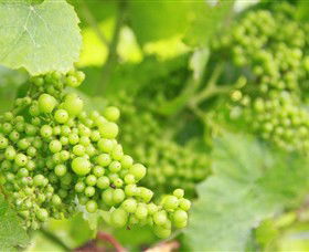 Waratah Hills Vineyard - New South Wales Tourism  0