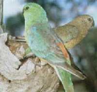 Lake Albacutya Regional Park - New South Wales Tourism 