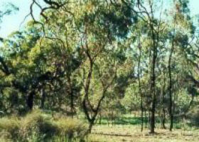 Milnes Bridge VIC New South Wales Tourism 