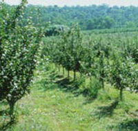 Pettys Orchard - New South Wales Tourism 