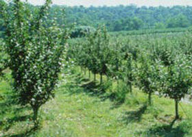 Pettys Orchard - New South Wales Tourism  0