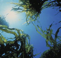 Marengo Reefs Marine Sanctuary - New South Wales Tourism 
