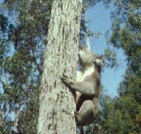 Creswick Regional Park - New South Wales Tourism 